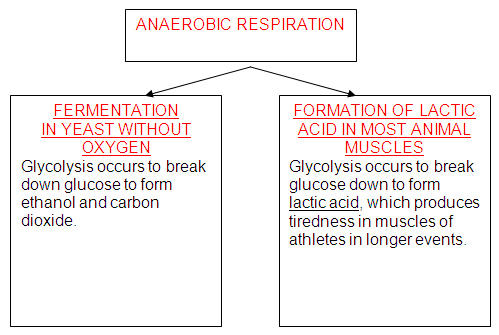 Anaerobic Diagram