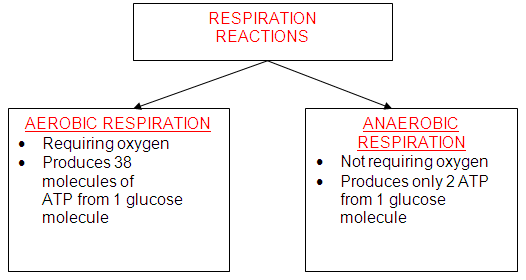 Respiration Diagram