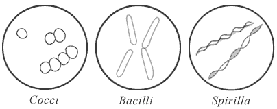 Bacteria