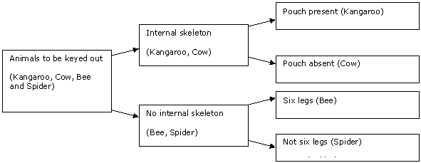 Dichotomous Key