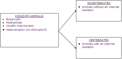 Kingdom Animalia