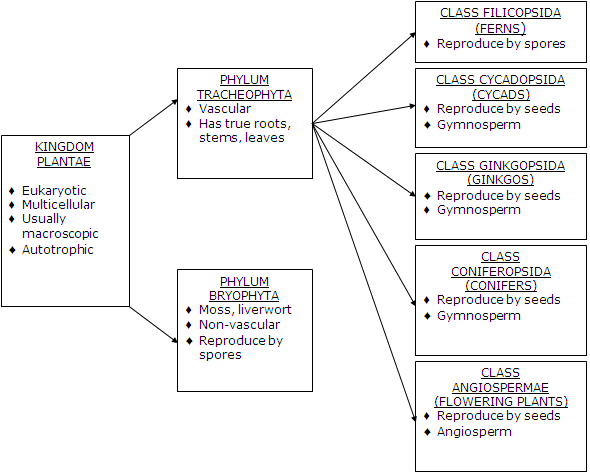 Kingdom Plantae