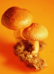Mushroom