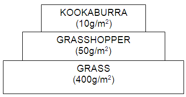 Biomass Pyramid