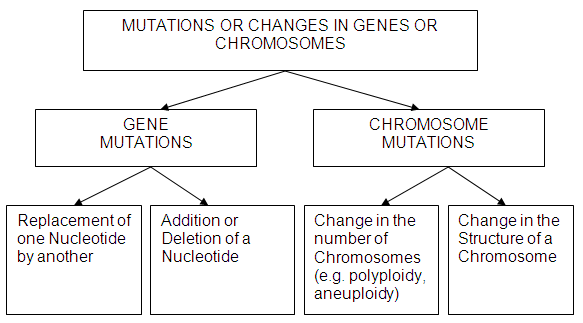Mutations Diagram