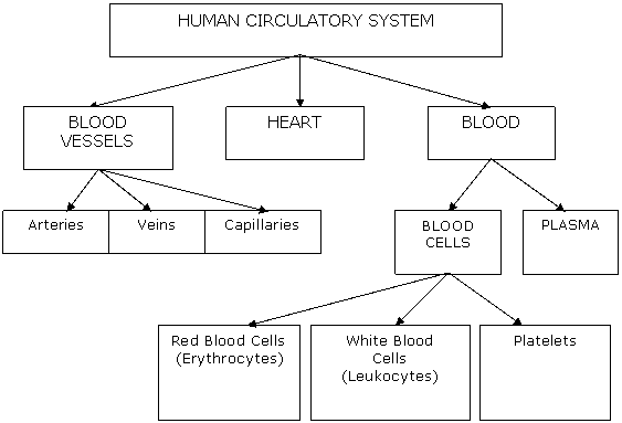 Circulatory System