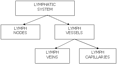 Lymphatic System
