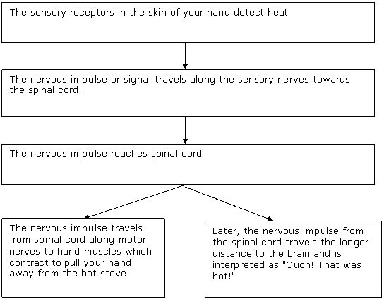 Nervous System Example