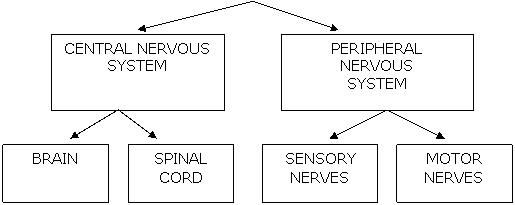 Nervous System