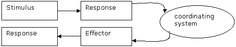 Stimulus Response Model