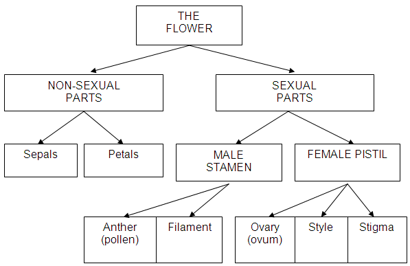 Flower Parts